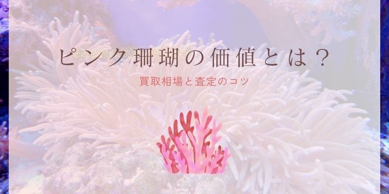ピンク珊瑚（桃色珊瑚）の価値とは？買取相場と査定のコツ